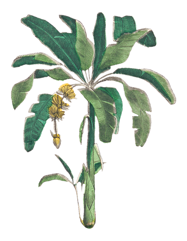 Banana tree