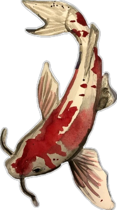 Koi fish