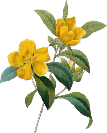Yellow flowers